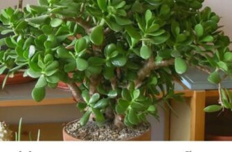 Місце в домі, куди потрібно поставити грошове дерево, щоб принести успіх і фінансовий достаток: шкода, що я раніше про це не знала. Розповідаю…