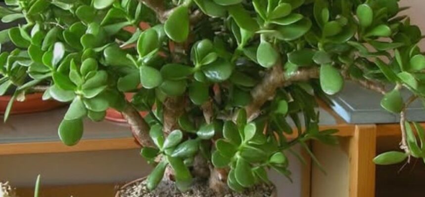 Місце в домі, куди потрібно поставити грошове дерево, щоб принести успіх і фінансовий достаток: шкода, що я раніше про це не знала. Розповідаю…