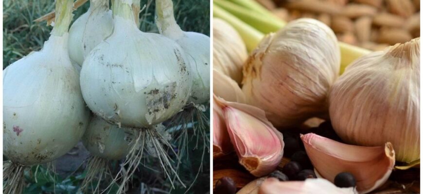Ніколи не садіть часник після цибулі і навпаки – пояснюю 2 логічні причини, чому врожай потім “пустий”