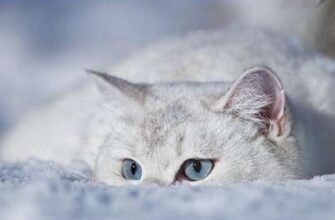 Сніг піде, але мороз посилиться: В Україні «вдарить» до -5