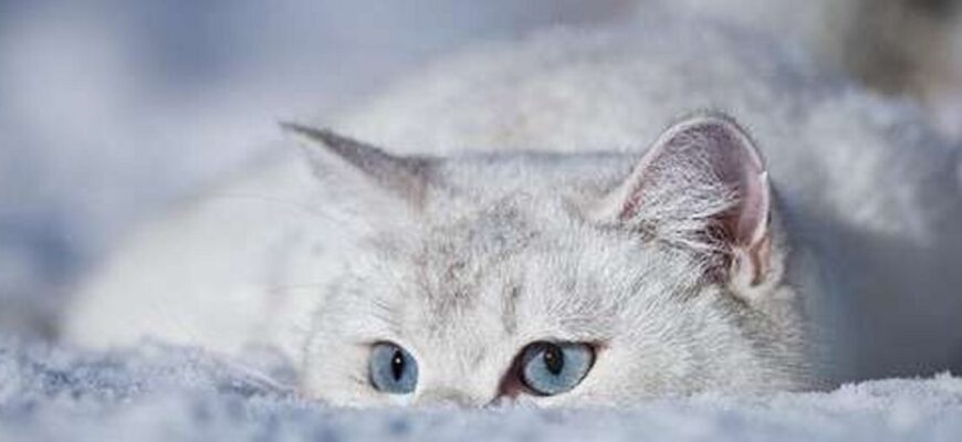 Сніг піде, але мороз посилиться: В Україні «вдарить» до -5