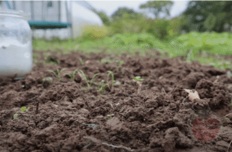Покращую землю без гною за відомим методом: хто б міг подумати, що ЦЕ так підвищить урожаї