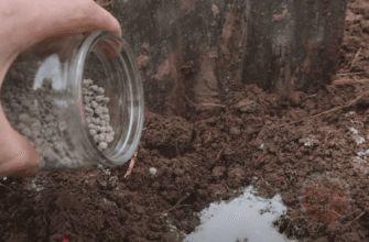 Просто розкидайте ЦЕ по городу: всі добрива, що містять кальцій з детальною інструкцією