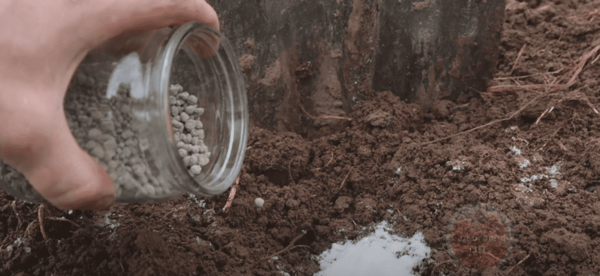 Просто розкидайте ЦЕ по городу: всі добрива, що містять кальцій з детальною інструкцією