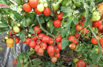 Ці 2 сорти томатів радять агрономи: урожай стабільний навіть у холодне та сире літо