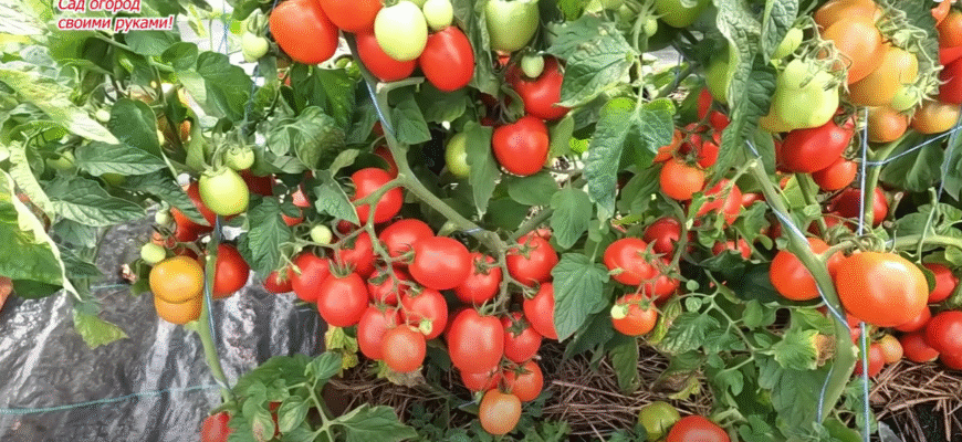 Ці 2 сорти томатів радять агрономи: урожай стабільний навіть у холодне та сире літо