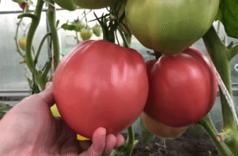 Обрала цей неймовірний сорт томатів, а вони плодоносять навіть взимку: шпарять по 20 кілограмів