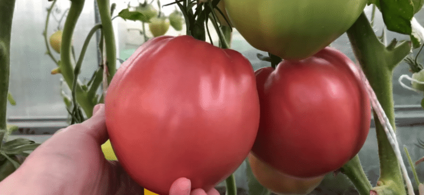 Обрала цей неймовірний сорт томатів, а вони плодоносять навіть взимку: шпарять по 20 кілограмів