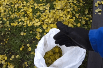 Це добриво №1 для городу та саду: просто щастя — урожаю багато за копійки. Все як ви любите