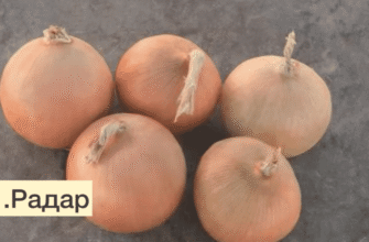 Чому городники України від Харківщини до Закарпаття обирають саме ЦІ 5 сортів озимої цибулі