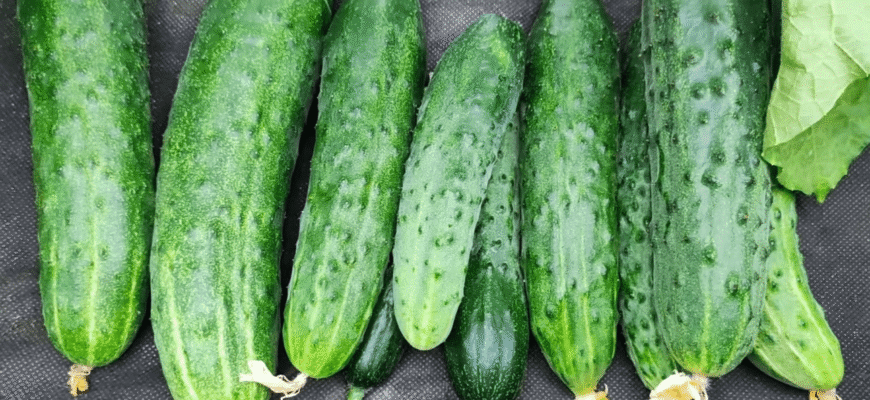 Хрускіт на всю хату: 1 сорт огірків, який ідеально тримає форму в маринаді та ніколи не переростає! Хрускіт на всю хату: 1 сорт огірків, який ідеально тримає форму в маринаді та ніколи не переростає!