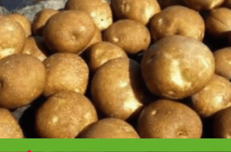 Грядка під картоплю виснажилася, але 1 осіння хитрість повернула їй силу — результат ВАУ