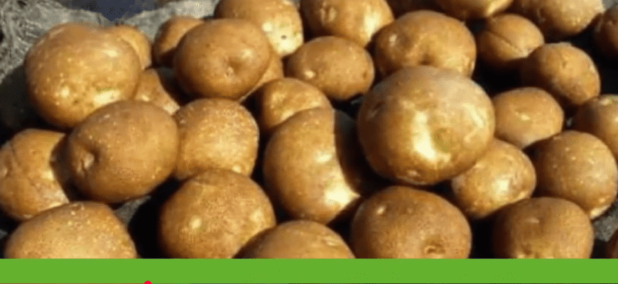 Грядка під картоплю виснажилася, але 1 осіння хитрість повернула їй силу — результат ВАУ