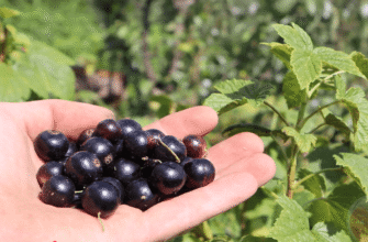 3 ложки під кущ, і смородина б’є рекорди урожайності: ягоди розміром з вишню, солодкі і великі