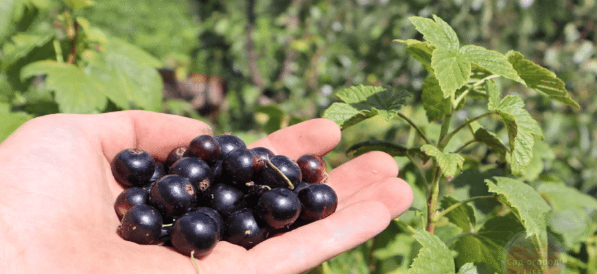3 ложки під кущ, і смородина б’є рекорди урожайності: ягоди розміром з вишню, солодкі і великі 3 ложки під кущ, і смородина б’є рекорди урожайності: ягоди розміром з вишню, солодкі і великі