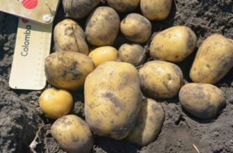 Не “Слов’янка” і не “Беллароса”: у 2026-му посаджу інший сорт картоплі №1