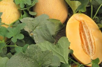 Названо найкращі сорти динь для сезону 2026: рясно плодоносять, не бояться холоду і спеки