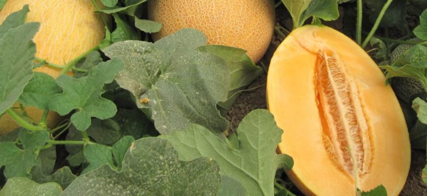 Названо найкращі сорти динь для сезону 2026: рясно плодоносять, не бояться холоду і спеки