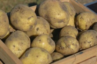 Ці 4 рослини на одній грядці не уживаються: які овочеві культури краще не вирощувати поруч