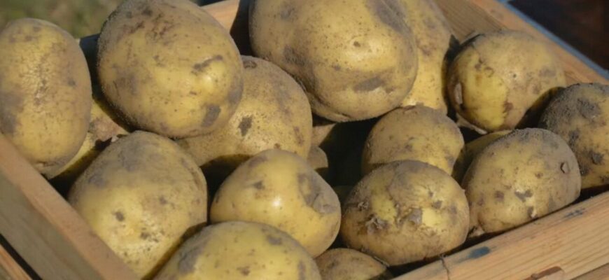 Ці 4 рослини на одній грядці не уживаються: які овочеві культури краще не вирощувати поруч