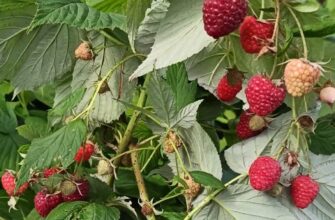 Збираю малину у себе в саду навіть у листопаді: 2 найвитриваліші сорти ремонтантної, які дають щедрий врожай