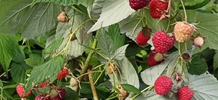 Збираю малину у себе в саду навіть у листопаді: 2 найвитриваліші сорти ремонтантної, які дають щедрий врожай