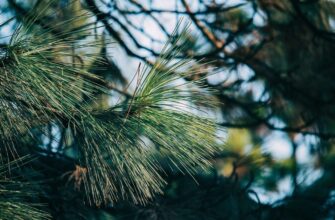 Ми їх для краси та користі, а вони лише шкодять: які рослини краще не садити поруч з городом