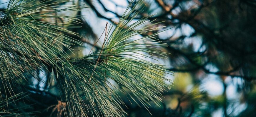 Ми їх для краси та користі, а вони лише шкодять: які рослини краще не садити поруч з городом