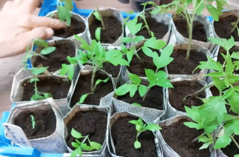 Обираю 1 сорт помідорів для зимової розсади – мороки з ним немає, а врожаї влітку дуже щедрі