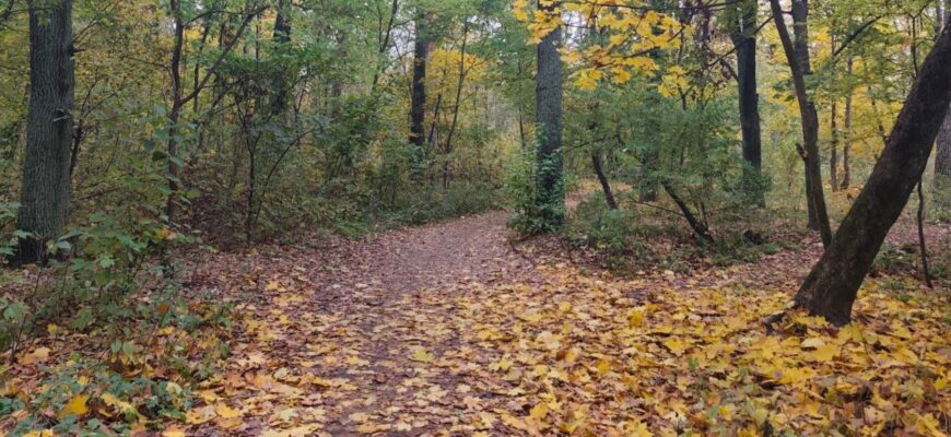 Сухо, сонячно, але холодно: синоптики попередили про погоду в Україні на завтра