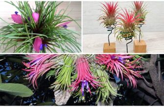 Є 1 квітка, що не потребує ані ґрунту, ані поливу: якраз підходить для таких забудьків, як я – екзотика