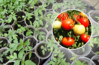 Сію томати під зиму – і мені допомагає сніг: беру 2 жмені, аби зробити насінню “холодну камеру” до весни