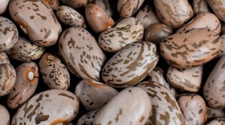 Як зберігати квасолю, щоб у ній не завелися жучки
