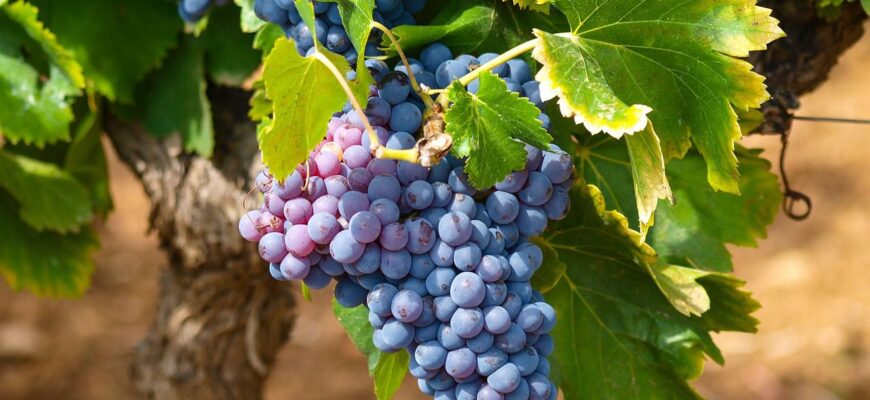 Супер метод укриття винограду на зиму: спосіб “легше легкого” – в 2026-му вродить ще краще
