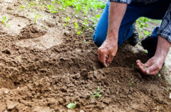 Ви будете здивовані: що можна посадити на городі в листопаді, окрім часнику?