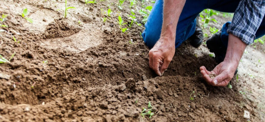Ви будете здивовані: що можна посадити на городі в листопаді, окрім часнику?