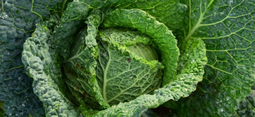 Капуста всю зиму буде як свіжа: де зберігати її, якщо немає підвалу – хрумка, без гнилі