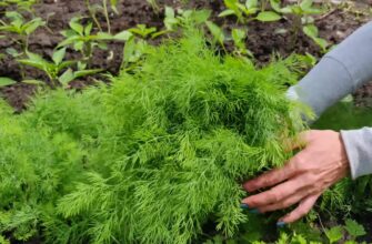 Кріп і петрушка сходять килимом: підзимовий посів за 1 схемою – свіжа зелень з весни й до самої осені