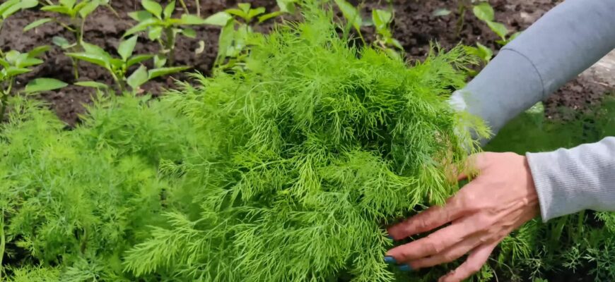 Кріп і петрушка сходять килимом: підзимовий посів за 1 схемою – свіжа зелень з весни й до самої осені