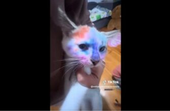 “Виснажений від страху”: Українців обурило відео, де дівчинка розмалювала фломастерами кошеня, та поведінка матері дитини