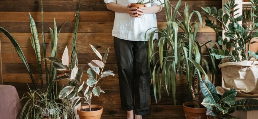 «Виснажують енергію та заважають особистому життю»: які кімнатні рослини небажано тримати вдома