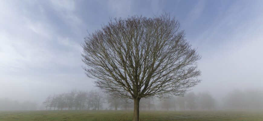 Сусідка Віра посадила 1 з цих дерев – тепер блискавки так і цілять у нього: список рослин НЕ для двору