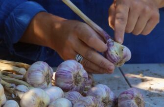 Свекруха втратила урожай часнику, а я встигла врятувала свій: перед морозами посипала грядку 2 жменями цього
