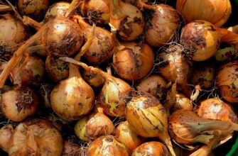 Пролежить свіжою до весни: 1 простецький спосіб зберегти цибулю вдома без гниття й мʼякості