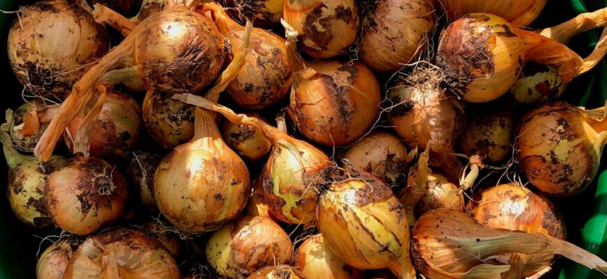 Пролежить свіжою до весни: 1 простецький спосіб зберегти цибулю вдома без гниття й мʼякості