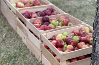 На Буковині знають прийом, завдяки якому яблука зберігаються по 8 місяців в домашніх умовах