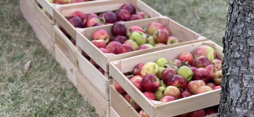 На Буковині знають прийом, завдяки якому яблука зберігаються по 8 місяців в домашніх умовах