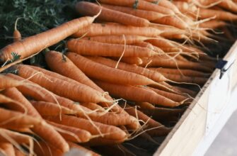 Моркву не пересипаю піском і не ховаю в погріб: ось як тримаю свіжою до весни – із 9 кг врожаю не гниє жоден