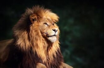 Знайшли тільки одного: У Хмельницькому зі звіринця втекло два леви (відео)