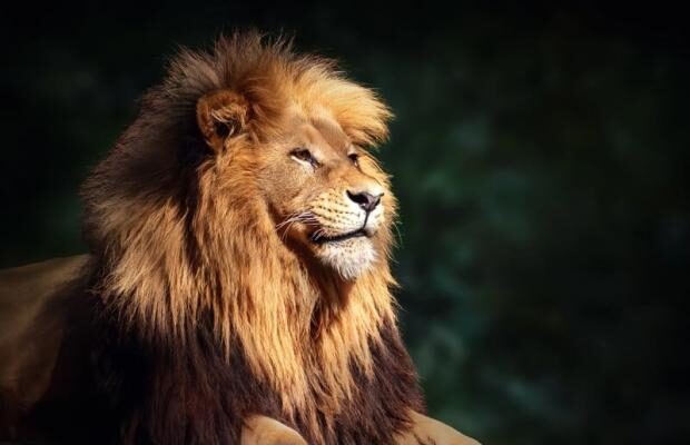 Знайшли тільки одного: У Хмельницькому зі звіринця втекло два леви (відео)